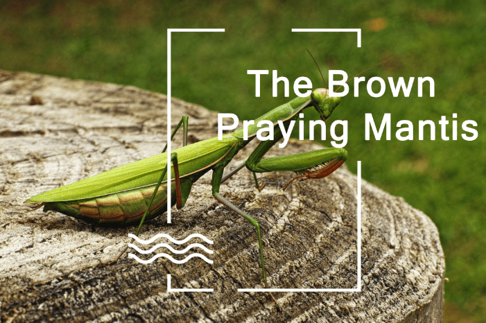 Read more about the article Los Mantis de Oración Marrones: Ciclo de Vida, Hábitat, Comportamiento y Beneficios