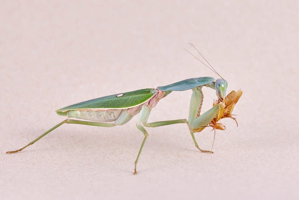 Mantis de oración gigante en fondo rosa