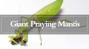 Read more about the article Mantis de Oración Gigantes: Apariencia, Comportamiento y Su Hábitat Natural