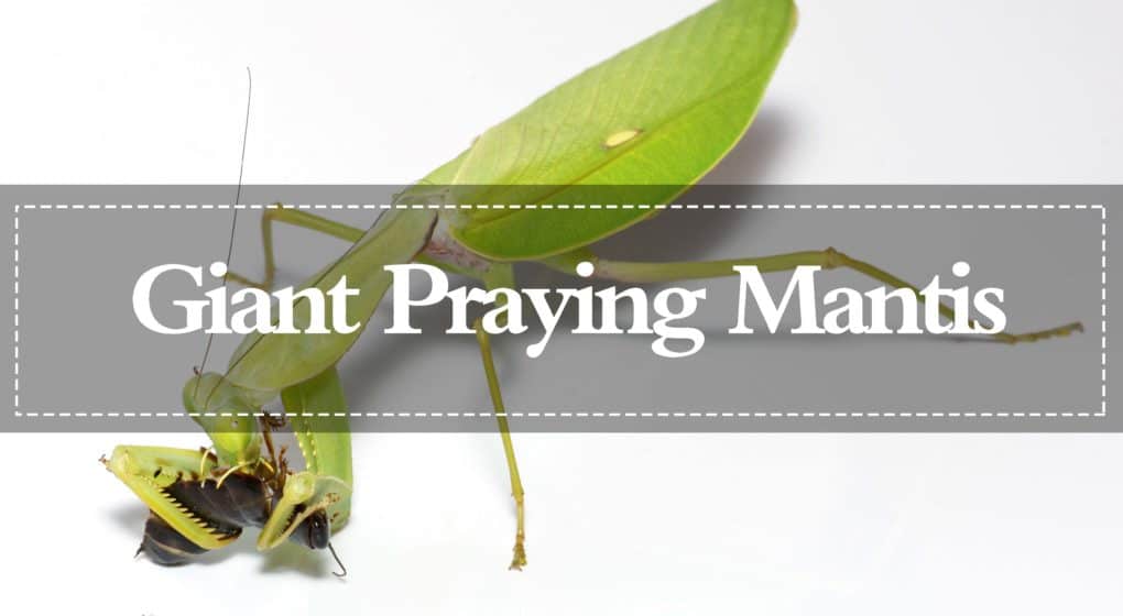Read more about the article Mantis de Oración Gigantes: Apariencia, Comportamiento y Su Hábitat Natural