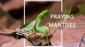 Read more about the article Mantises de Oración – Uso de Mantidos de Oración para el Control de Plagas