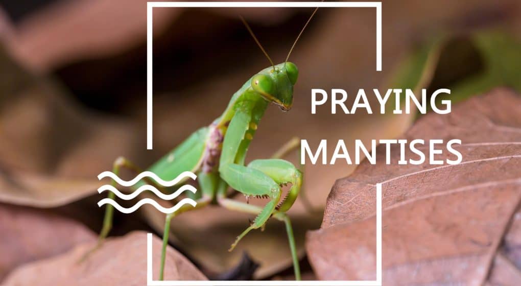 Read more about the article Mantises de Oración – Uso de Mantidos de Oración para el Control de Plagas