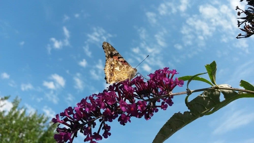 Read more about the article Vida Útil de Diferentes Tipos de Mariposas