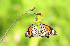 Read more about the article Sorpréndete con Hechos Increíbles Sobre la Mariposa Monarca