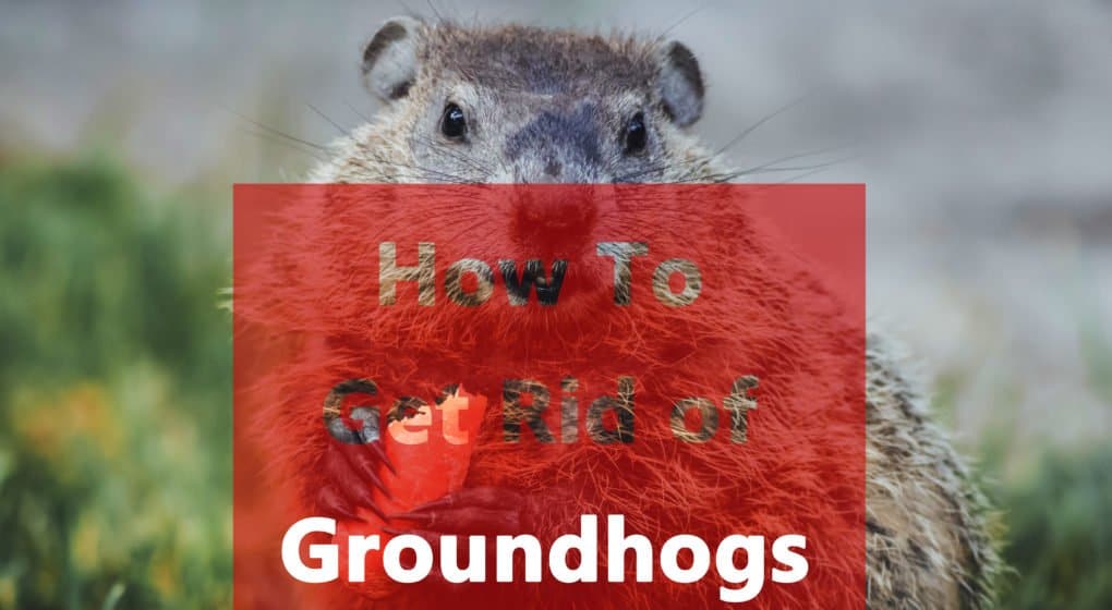 Read more about the article Cómo Deshacerse de las Marmotas: 5 Formas Naturales y 4 Soluciones Letales