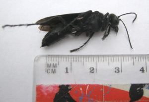 Medición de la gran avispa negra