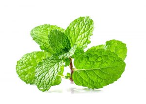 Read more about the article ¿El Aceite de Menta Realmente Mantiene a los Ratones Lejos?