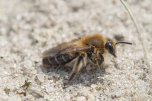 Una minería de abejas en el suelo.