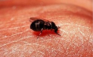 Read more about the article 4 Formas Rápidas de Tratar las Mordeduras de Mosquito y Cómo Prevenir la Infección