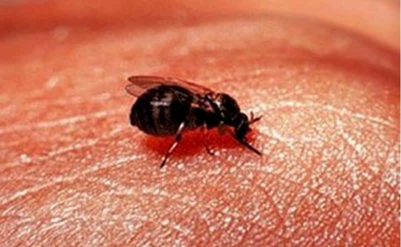 Read more about the article 4 Formas Rápidas de Tratar las Mordeduras de Mosquito y Cómo Prevenir la Infección