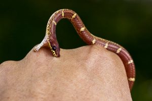 Read more about the article 5 Mejores Kits de Mordedura de Serpiente para Sobrevivir