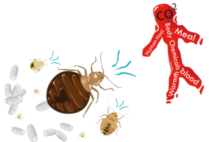 Read more about the article Mordeduras de Bichos 101: Mordedura de Pulgas Vs. Mordedura de Mosquito Vs. Mordedura de Araña Vs. Mordedura de Chigger