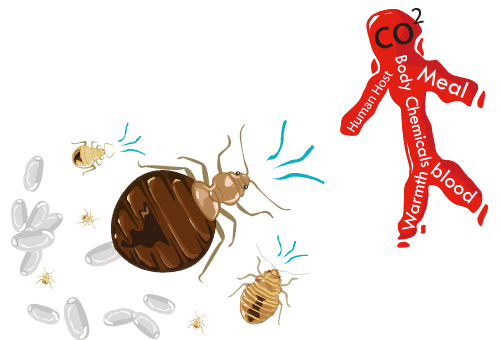 Read more about the article Mordeduras de Bichos 101: Mordedura de Pulgas Vs. Mordedura de Mosquito Vs. Mordedura de Araña Vs. Mordedura de Chigger
