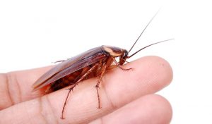 Read more about the article La Respuesta a una Pregunta Misteriosa… ¿Pueden Morder las Cucarachas?