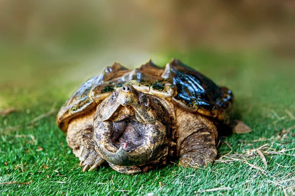 Read more about the article Mordeduras de Tortuga: 5 Pasos a Tomar Cuando las Tortugas Atacan
