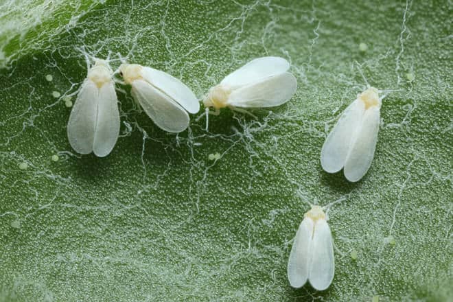 Read more about the article 10 Maneras Naturales de Deshacerse de las Moscas Blancas