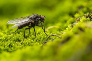 Read more about the article DIY Trampas de Mosca