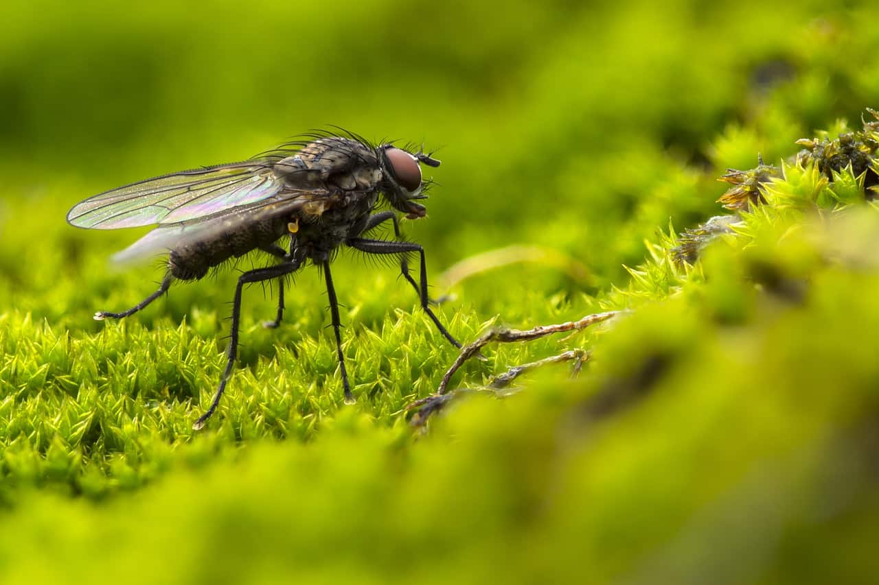 Read more about the article DIY Trampas de Mosca