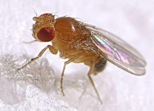 Read more about the article Moscas Frutales Contra Mosquitos: 4 Maneras de Matar Mosquitos & 3 Maneras de Matar Moscas de Fruta
