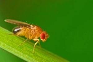 La mosca de la fruta sentada sobre la hoja de la hierba con el fondo verde follaje.