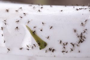 Read more about the article Auper Manera Fácil de Deshacerse de los Mosquitos en el Baño de Gira