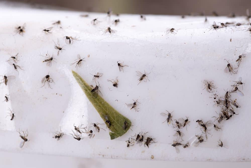 Read more about the article Auper Manera Fácil de Deshacerse de los Mosquitos en el Baño de Gira