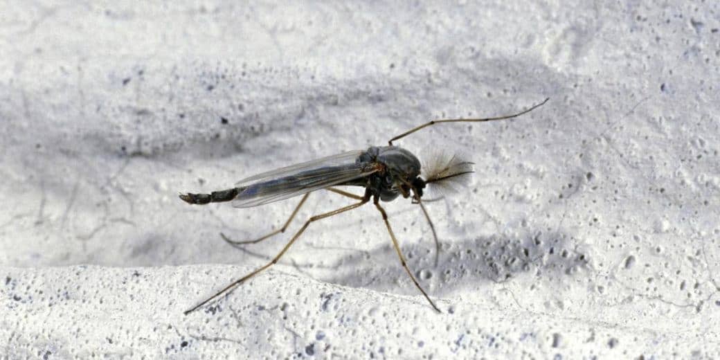 Read more about the article Trampas Caseras Fáciles (DIY) para Deshacerse de Mosquitos y Moscas de Frutas