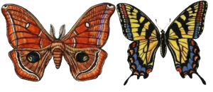 Read more about the article Polilla Vs Mariposa: Diferencias Físicas Básicas y 8 Hechos Fascinantes