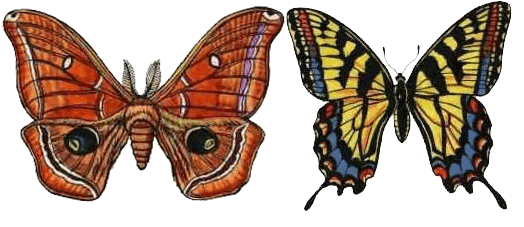 Read more about the article Polilla Vs Mariposa: Diferencias Físicas Básicas y 8 Hechos Fascinantes