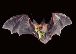 Read more about the article El Murciélago Indiana: 6 Consejos de Identificación Más Datos Divertidos, 4 Formas para la Limpieza y Restauración del Ático
