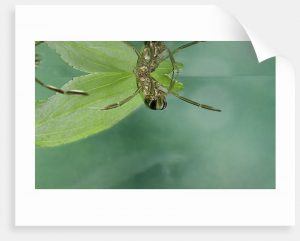 Read more about the article Nadador de Espalda: Datos Generales y Cómo Prevenir