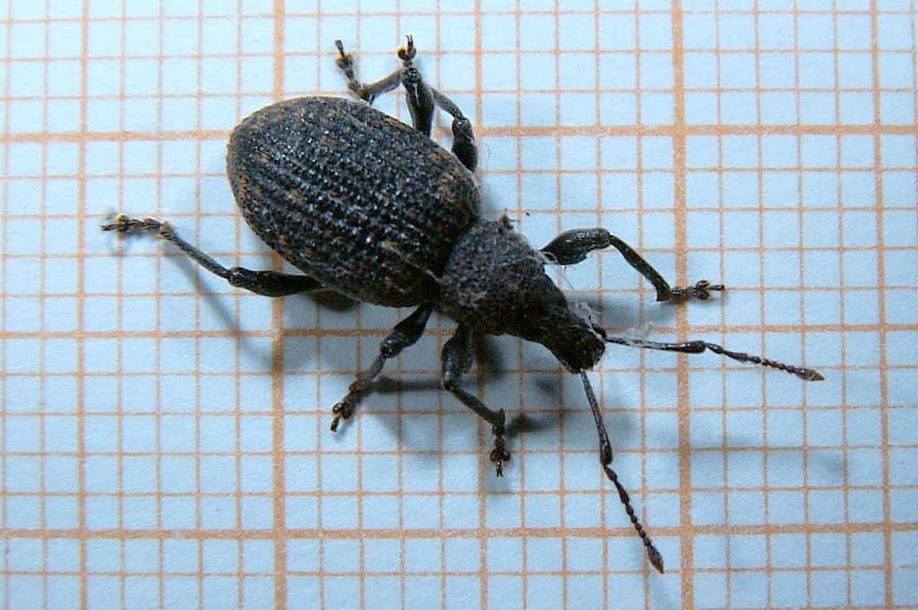 Read more about the article 10 Mejores Repelentes de Gorgojos de Vid Negro Vale la Pena Comprar