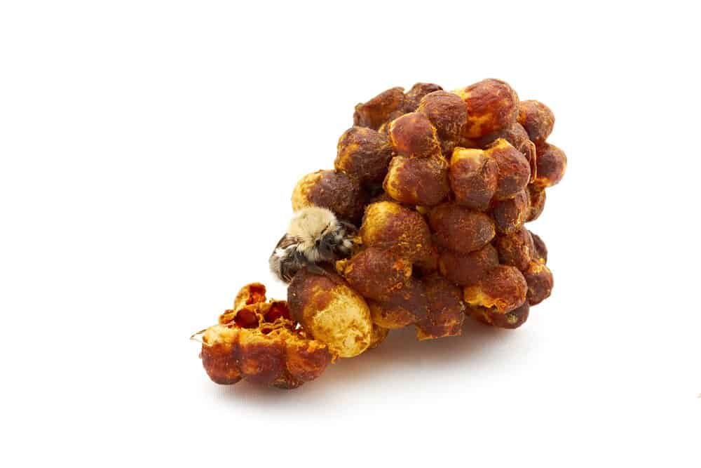 Read more about the article Guía de Nido de Abeja – ¿Cómo Deshacerse de Ellos?