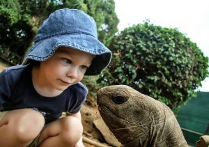 Read more about the article Tortuga Mordeza Común vs Tortuga Cortando Caimán