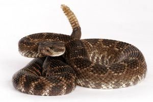 Serpiente de cascabel del Pacífico sur con un fondo blanco