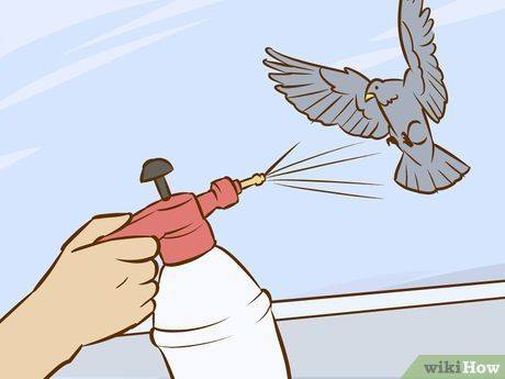 Read more about the article Soluciones para Deshacerse de las Palomas (Naturalmente y Rápido)