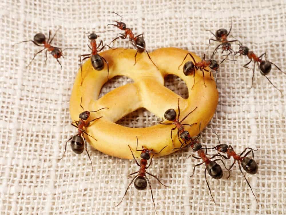 Read more about the article La Guía Definitiva para el Control de Hormigas : Cómo Deshacerse de las Hormigas en Casa?