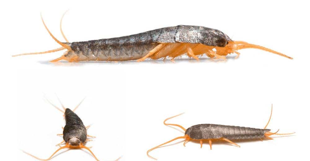 Read more about the article Peces Plateados 101: 8 Datos Interesantes y 4 Cosas que lo Matan