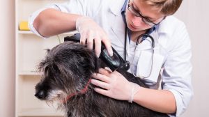 Read more about the article ¿Qué Causa Garrapatas en los Perros?