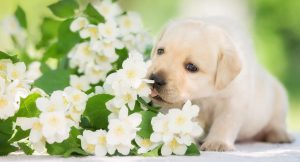 Read more about the article ¿Qué se Puede Utilizar como Repelente para Perros?