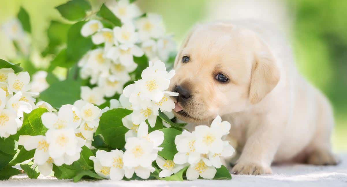 Read more about the article ¿Qué se Puede Utilizar como Repelente para Perros?
