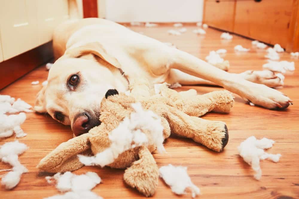 Read more about the article ¿Dónde Comprar Repelentes para Perros?