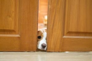 Read more about the article Los Repelentes Naturales Ayudan a Mantener a los Perros Fuera de los Muebles