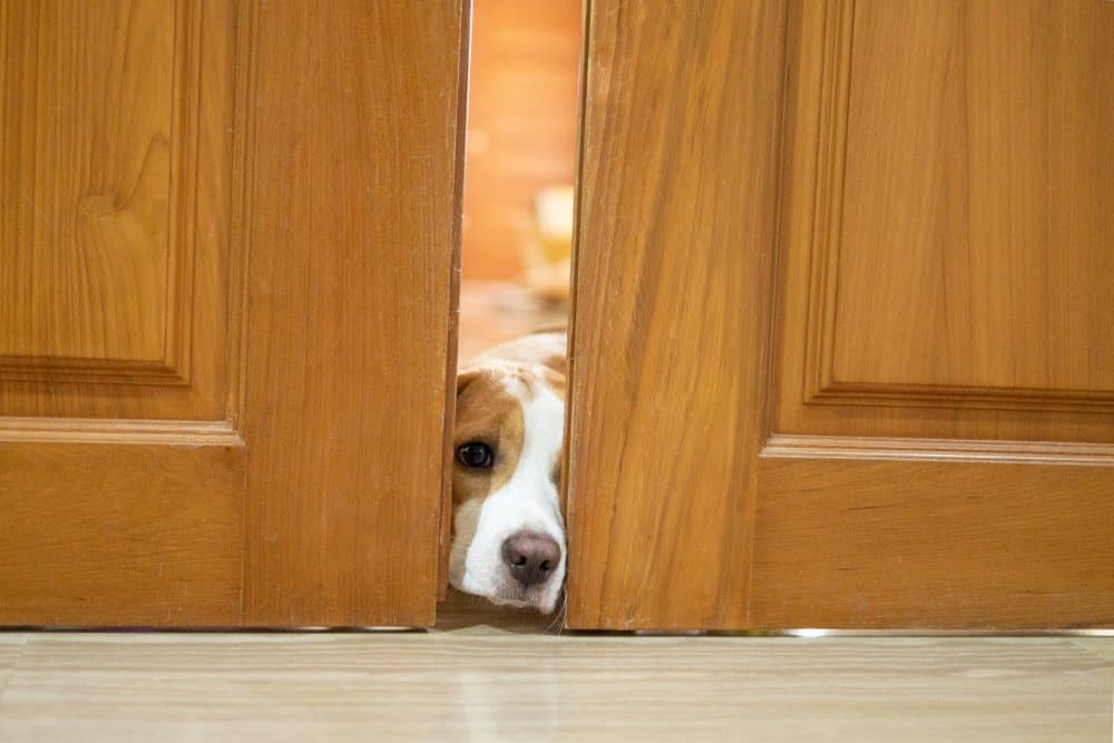 Read more about the article Los Repelentes Naturales Ayudan a Mantener a los Perros Fuera de los Muebles