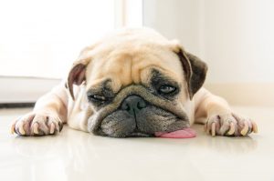 Read more about the article ¿Qué es un Repelente de Perros y Cómo Puedes Usarlos?