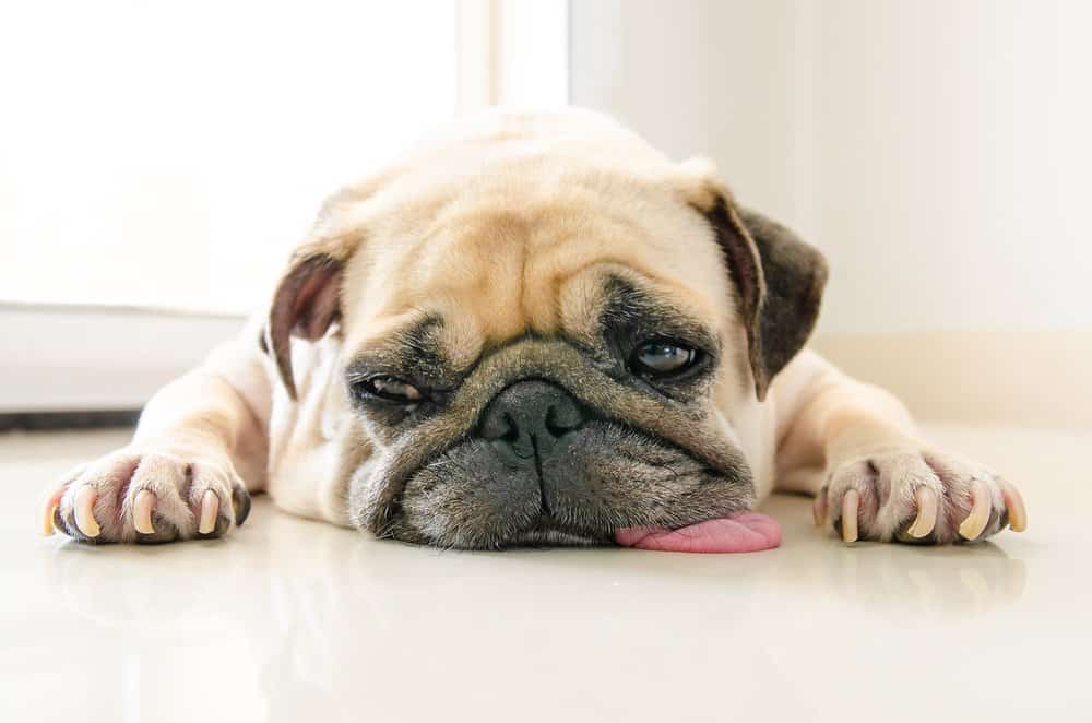 Read more about the article ¿Qué es un Repelente de Perros y Cómo Puedes Usarlos?