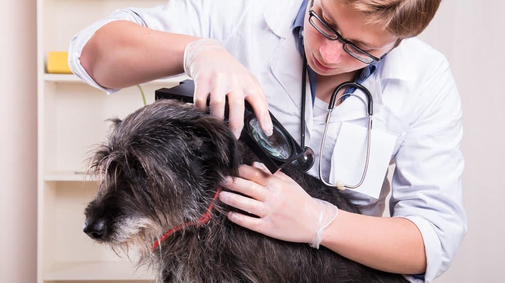 Read more about the article ¿Qué Causa Garrapatas en los Perros?