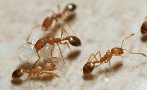 Read more about the article ¿Cómo Deshacerse de las Hormigas Faraón (y Mordeduras)?