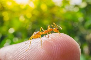 Read more about the article Tratamientos de Mordeduras de Hormiga de Fuego (Rápido): 5 Remedios Naturales y 2 Tratamientos Convencionales