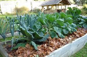 Sobre vegetales plantados en el jardín